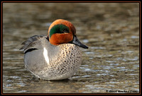 Common Teal - Sarcelle d'hiver