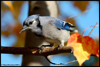 Blue Jay - Geai bleu