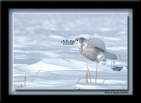 Snowy owl - Harfang des neiges