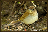 Veery - Grive fauve