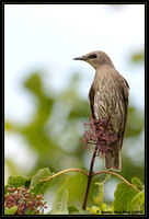 Common starling - Étourneau sansonnet