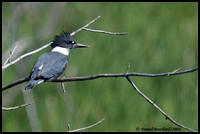 Belted Kingfisher - Martin pêcheur d'Amérique