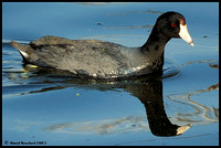 American coot - Foulque d'Amérique