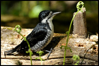 Black-backed Woodpecker - Pic à dos noir