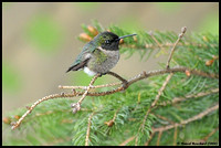 Ruby throated hummingbird - Colibris à gorge ruby