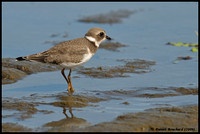 Semipalmed Plover - Pluvier semipalmé