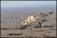 Sanderling - Bécasseau Sanderling