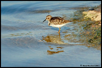 Greater Yellowlegs - Grand Chevalier