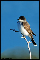 Eastern Kingbird - tyran tritri