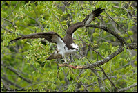 Osprey - Balbuzard pêcheur