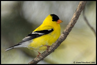 American goldfinch - Chardonneret jaune