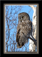 Great grey owl - Chouette Lapone