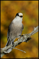 Grey Jay - Mésangeai du Canada