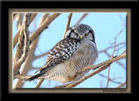 Hawk owl - Chouette épervière