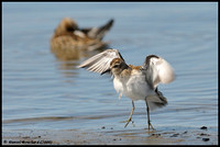 Least Sandpiper - Bécasseau minuscule