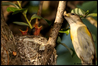 American Redstart - Paruline flamboyante