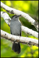 Grey cat bird - Moqueur chat