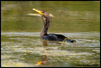 Cormorant - Cormoran à aigrettes