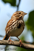 Song sparrow - Bruant chanteur