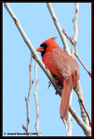 Northern Cardinal - Cardinal rouge