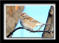 American tree sparrow - Bruat Hudsonien