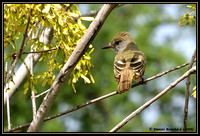 Great crested flycatcher- Tyran huppé