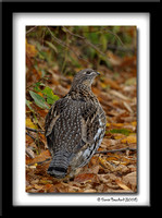 Ruffed grouse - Gélinotte huppée