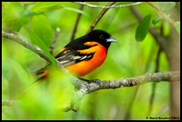 Baltimore Oriole - Oriole de Balimore