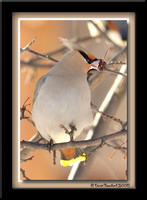 Bohemian waxwing - Jaseur Boréal