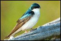 Tree swallow - Hirondelle bicolore