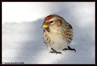 Mealy Redpoll - Sizerin Flammé