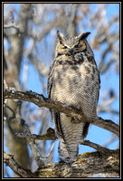 Eagle owl - Grand-duc