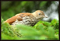 Brown Thrasher - Moqueur roux