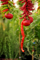 Fruits et légumes - Vegetable and fruit