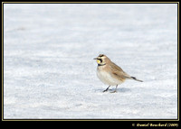 Horned lark - Allouette haussecol