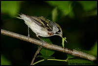 Chestnut-sided warbler  -  Paruline flancs marron