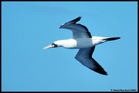 Masqued gannet/booby - Fou masqué