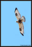 Rough-legged hawk