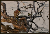 Green Heron - Héron vert