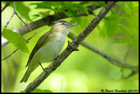 Red-eyed vireo - Viréo à oeuil rouge