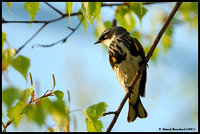 Yellow rumped warbler - Paruline à croupion jaune