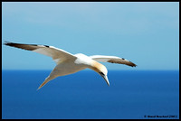 Northern Gannet - Fou de Bassan