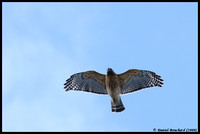 Red-Shouldered hawk - Buse à épaulette