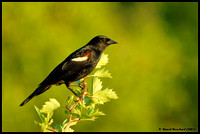 Red-winged blackbird - Carouge à épaulettes