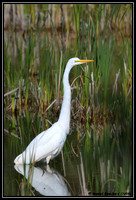 Great Egret - Grande Aigrette