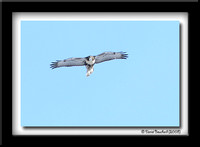 Red tailed hawk - Buse à queue rousse