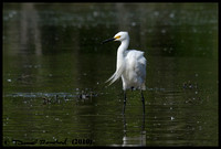 Snowy egret - Aigrette neigeuse