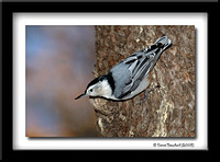 white breasted Nuthatch - Sitelle à poitrine blanche