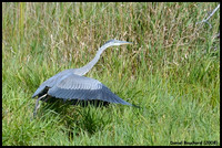 Great blue heron - Grand Héron